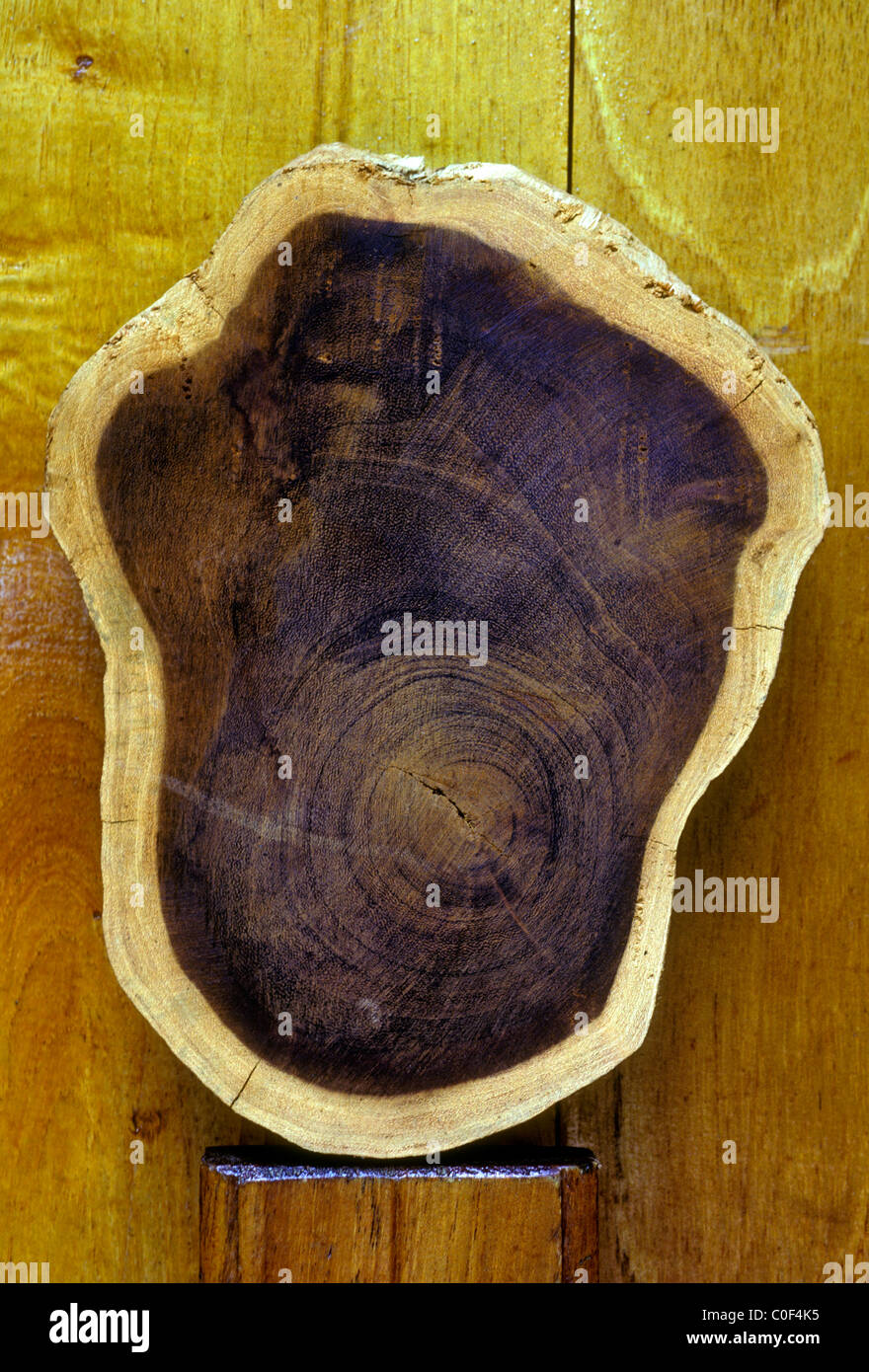 Albizia Tree Tree Rings Maison Du Bois House Of Wood Pointe Noire Basse Terre Guadeloupe French West Indies Stock Photo Alamy