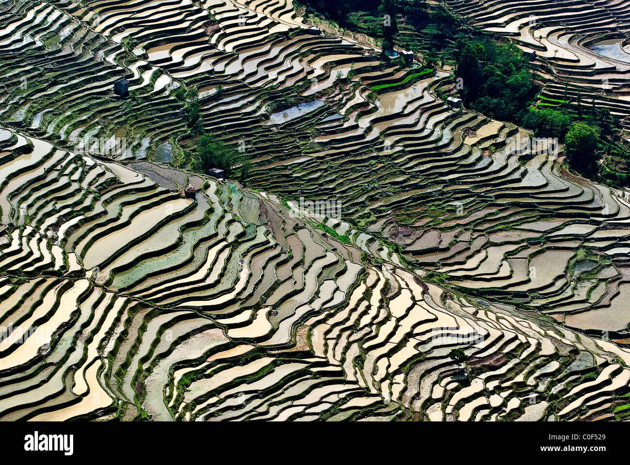 Rice Terraces For 1680 Banaue Rice Terraces, Philippines