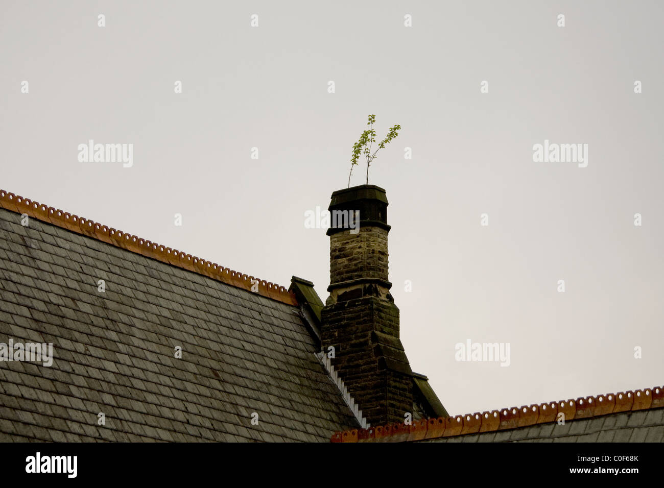 Chimney up the roof with a plant on a Grey day Stock Photo