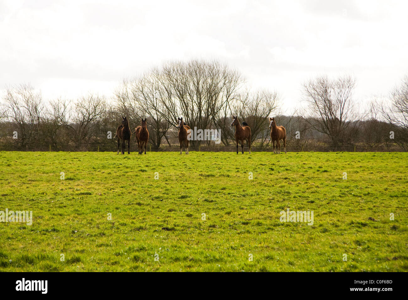 Five horses on a green field and white winter sky. Stock Photo
