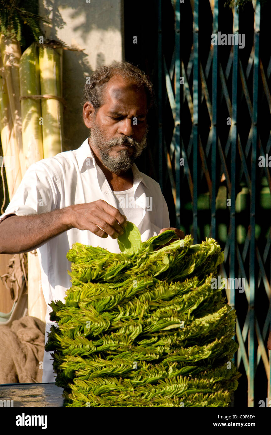 Indian man with bear counting and making a pile leaves in a market stall in Chennai. Stock Photo