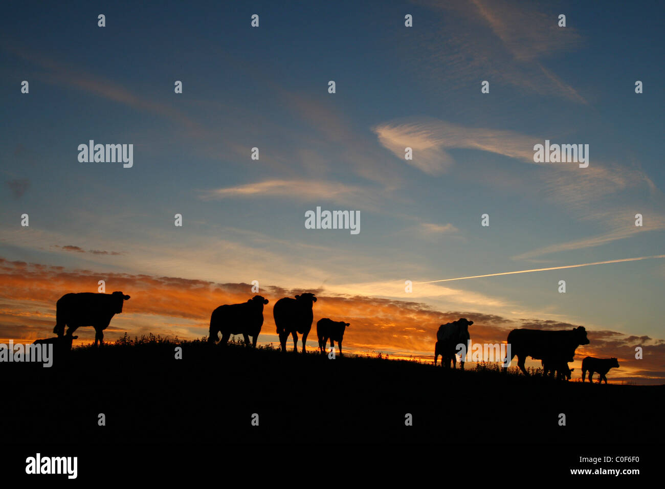 Silhouetted cows hi-res stock photography and images - Alamy