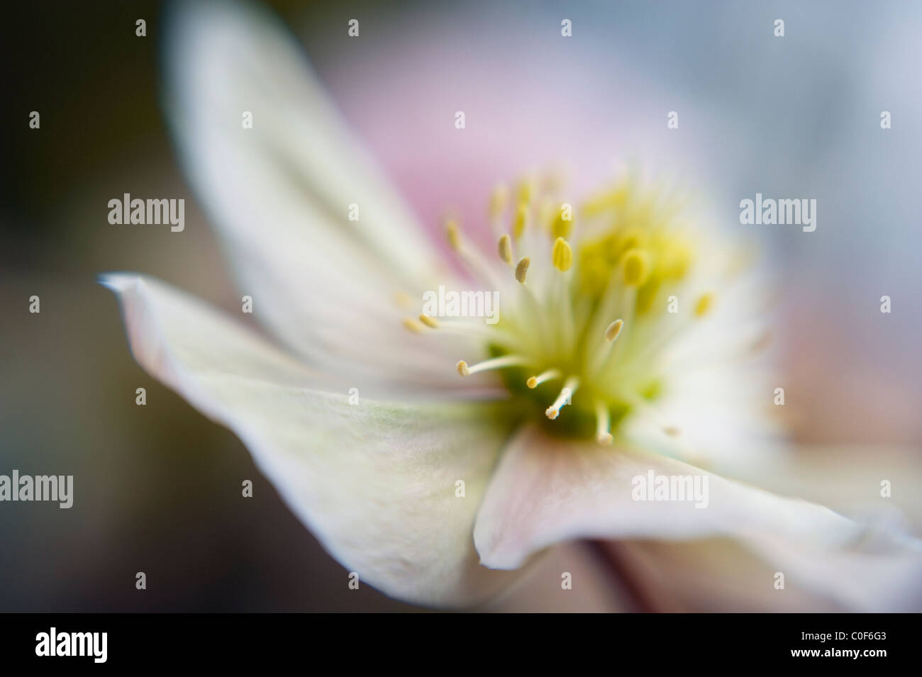 A close-up of a spring Helleborus 'Winter sunshine' flower Stock Photo