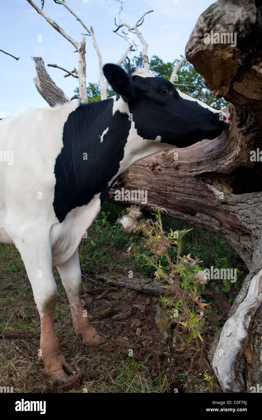 Animals up close hi-res stock photography and images - Alamy
