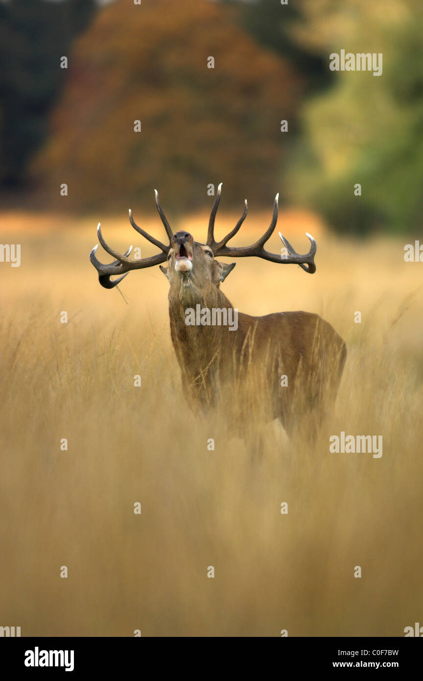 A lone red deer stag roaring, Richmond Park, London UK. October 2008 Stock Photo
