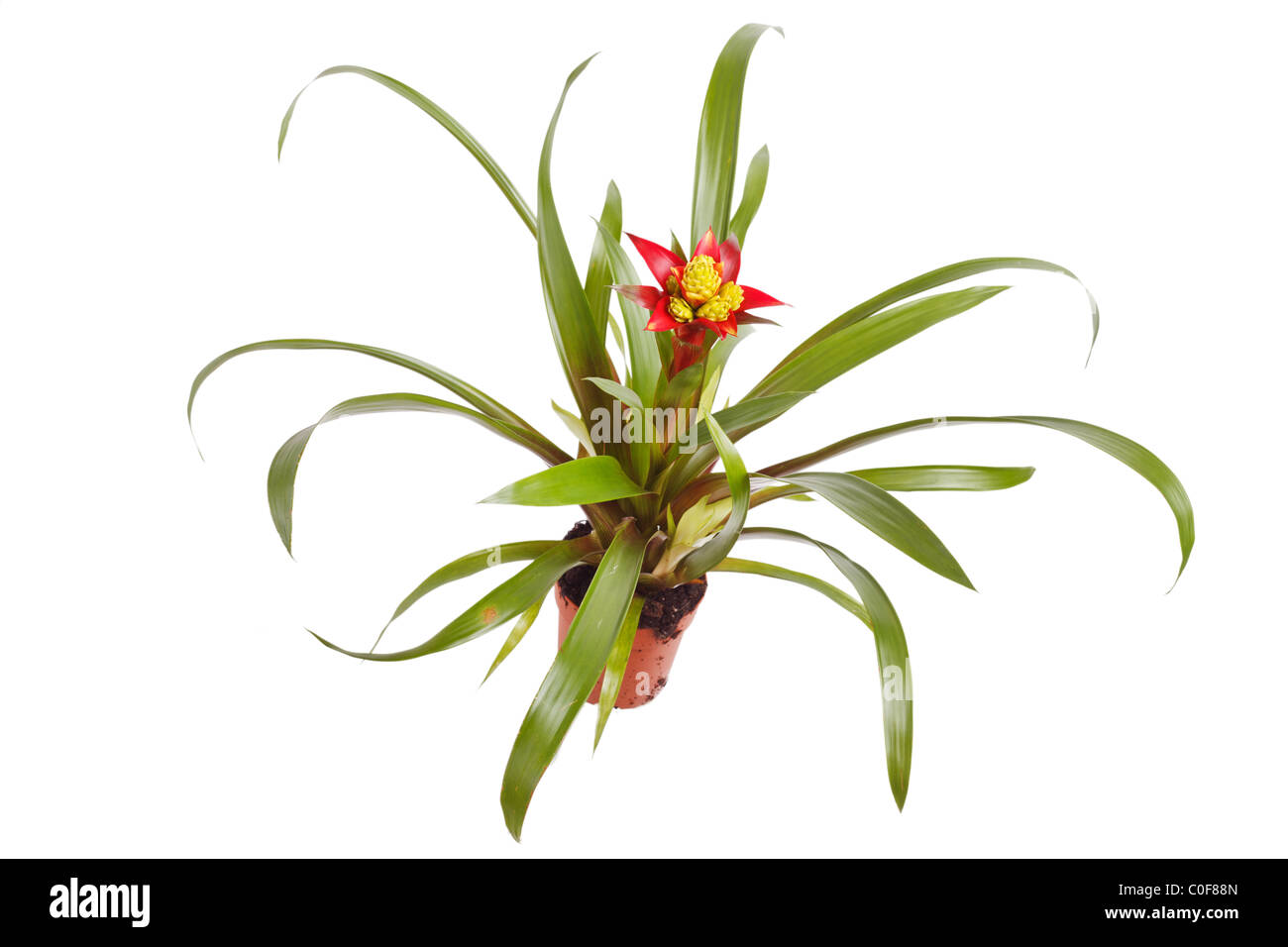 Bromeliad plant in flowerpot Stock Photo