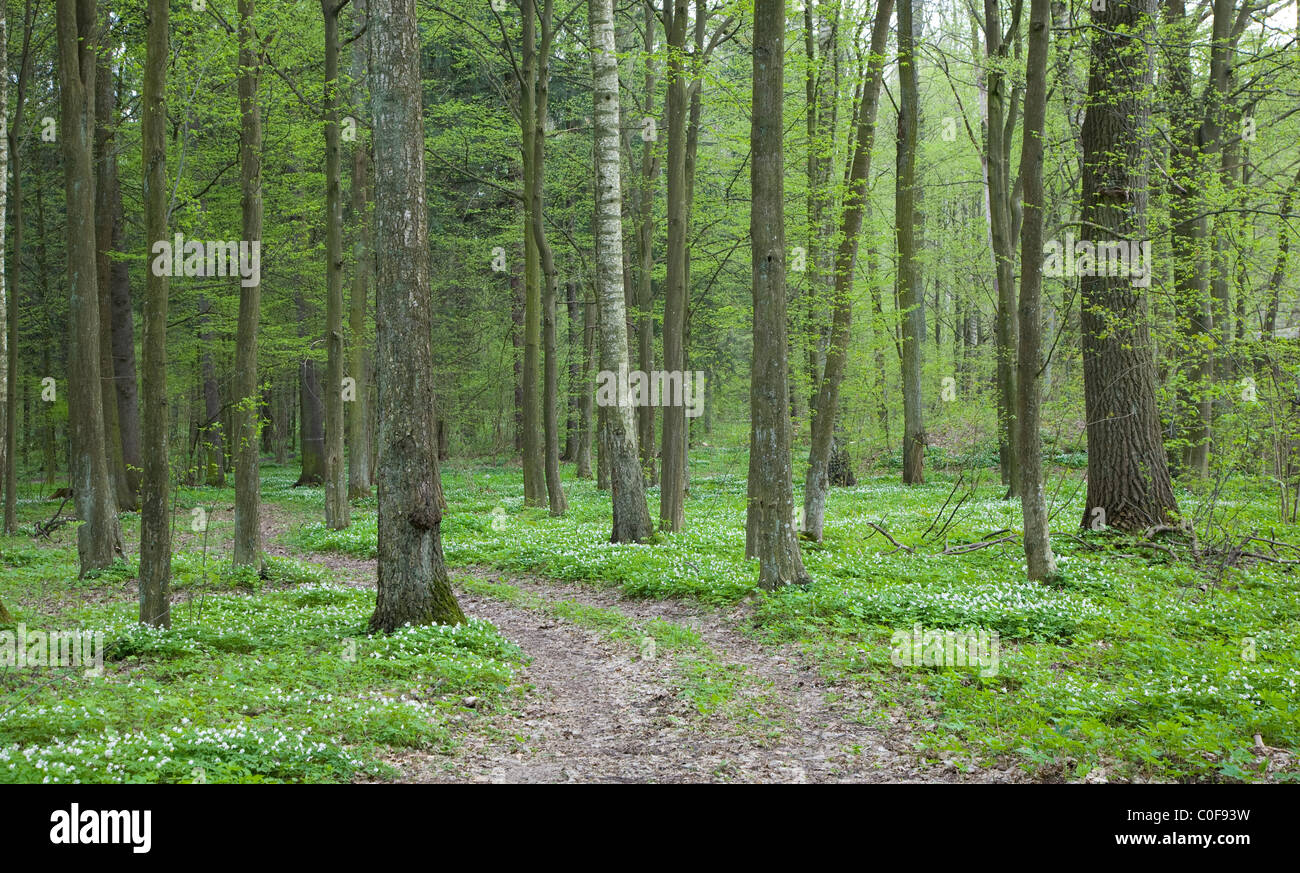 Narrow path through early spring forest with Wood Anemone around Stock ...