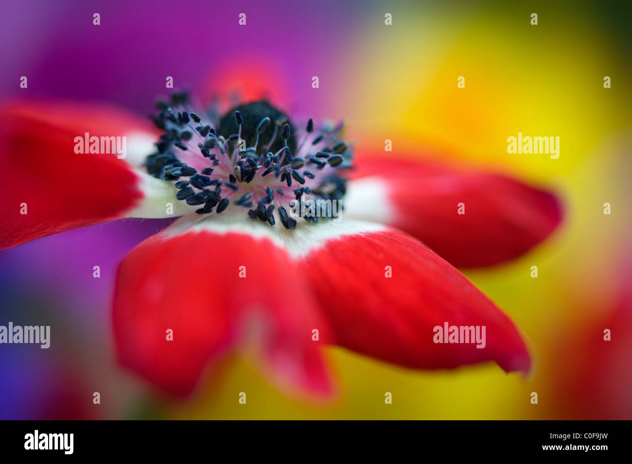 Close-up image of Anemone coronaria 'De Caen' vibrant red flower Stock Photo