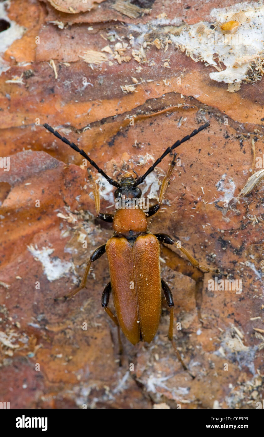 Longhorn beetle(Leptura rubra) macro on pine bark Stock Photo