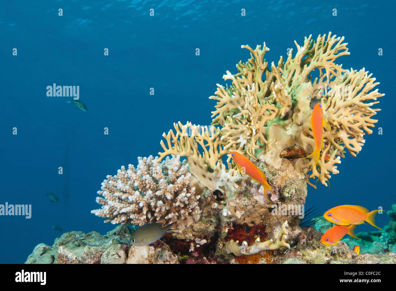 Under water photography of a coral reef eco system Photographed in the Red Sea Israel Stock Photo