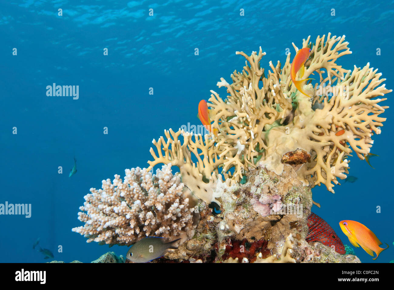 Under water photography of a coral reef eco system Photographed in the Red Sea Israel Stock Photo