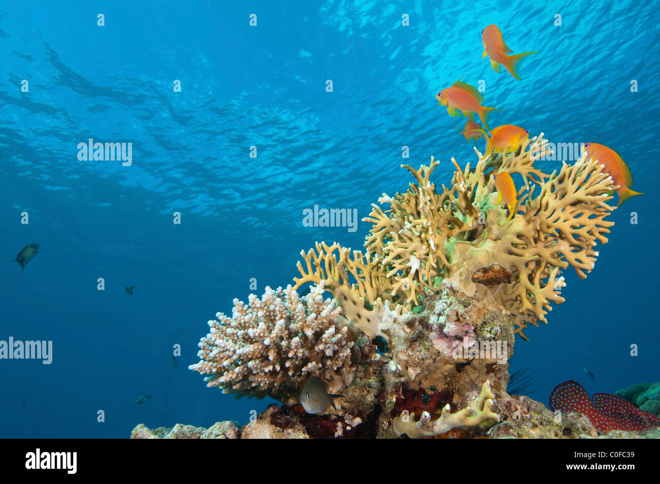 Under water photography of a coral reef eco system Photographed in the Red Sea Israel Stock Photo