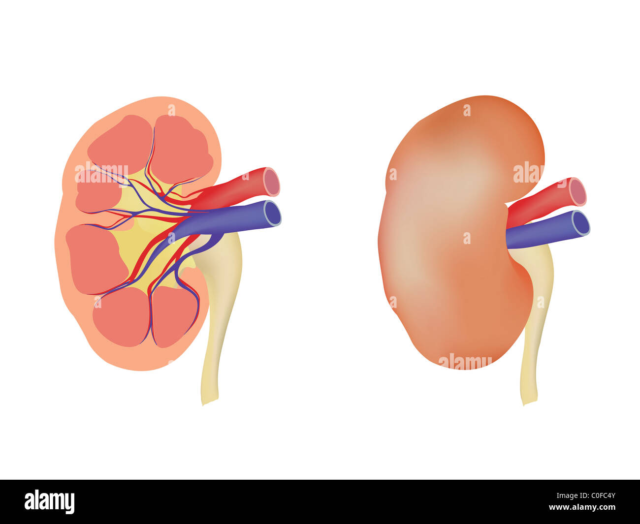 Human kidneys Stock Photo