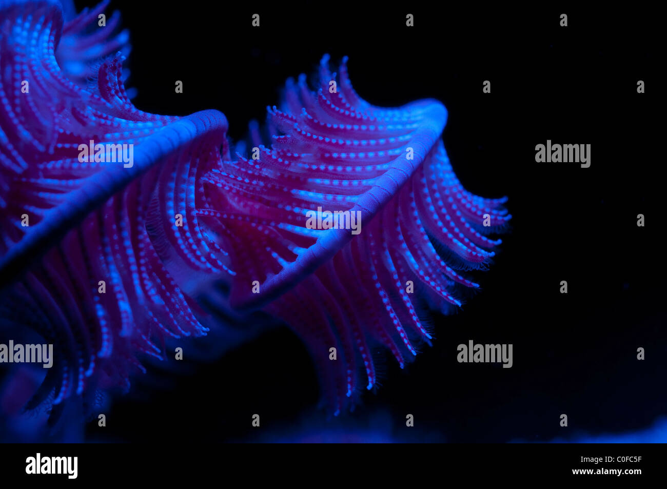 Under water photography of Sea lily (order Crinoidea) closeup. Stock Photo