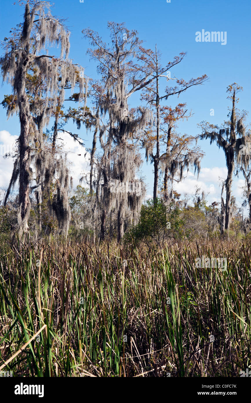 Jean Lafitte Preserve New Orleans area, Louisiana Stock Photo Alamy