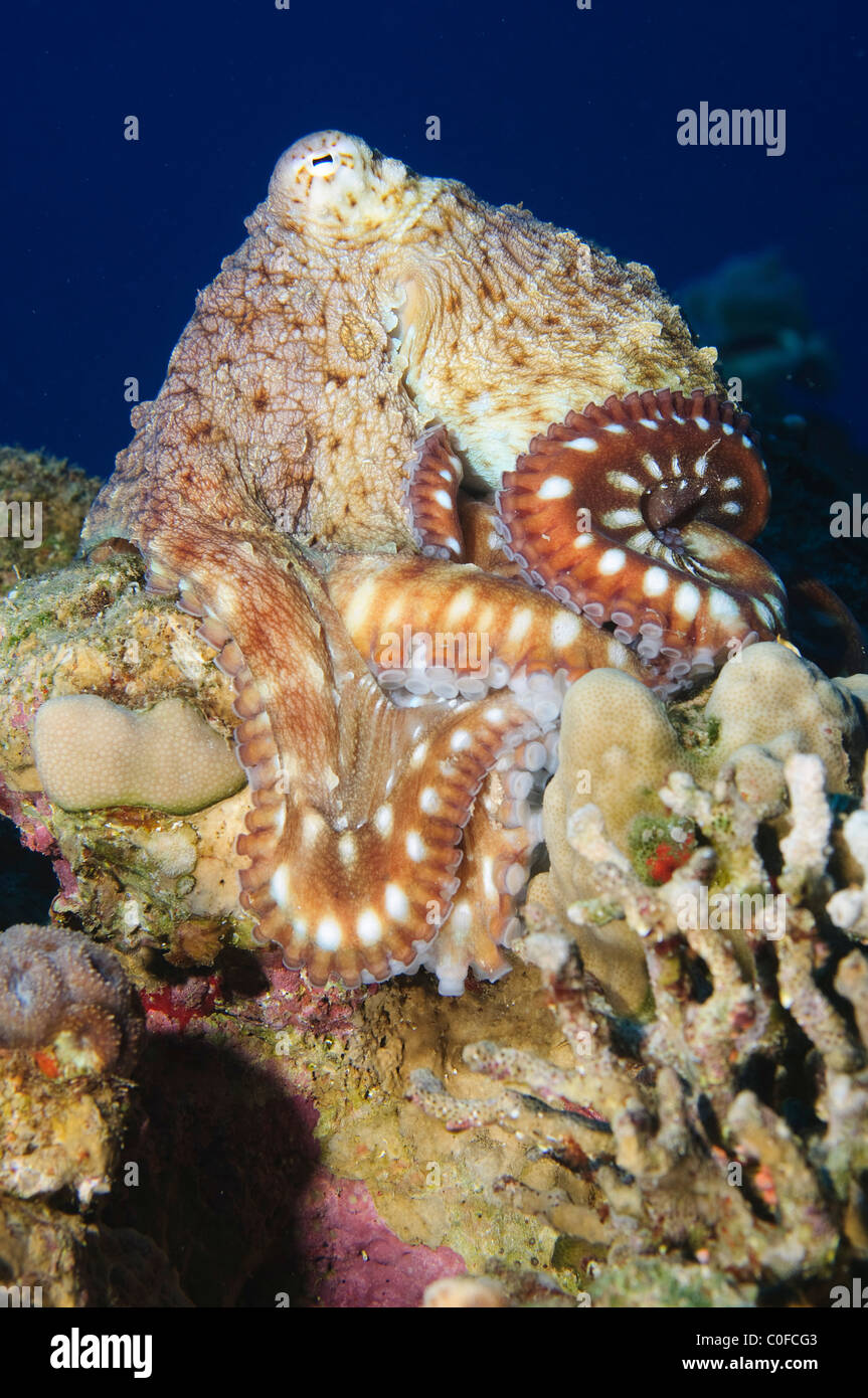Day Octopus (Octopus cyanea). Stock Photo