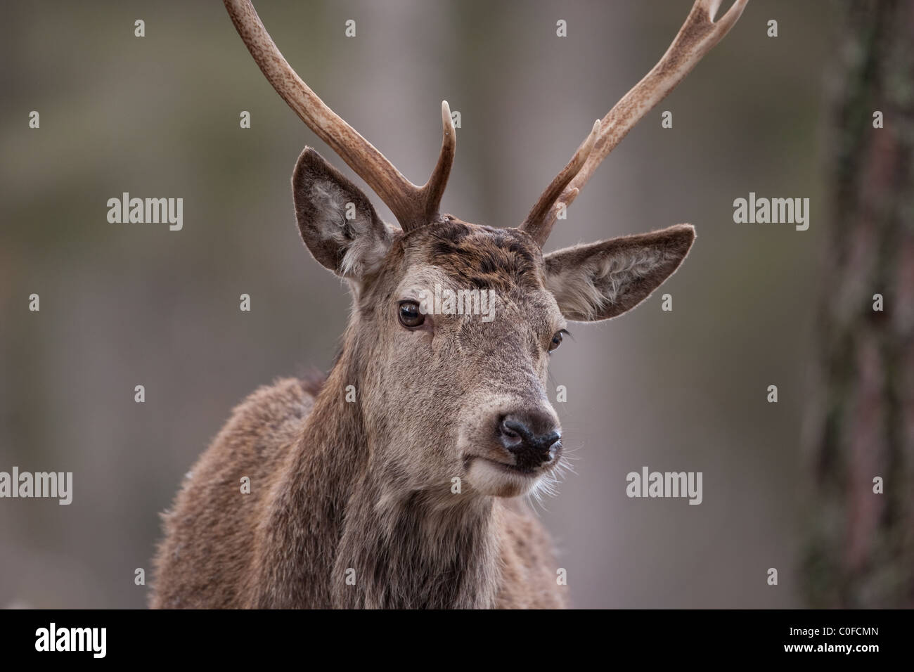 Red Deer Stag in the snow on the Alvie Estate in the Scottish Highlands Stock Photo