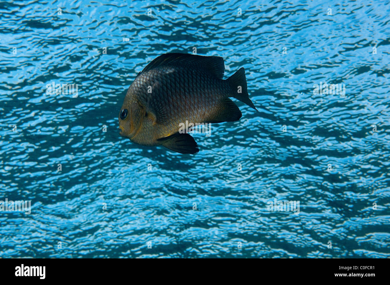 Three spot dascyllus fish (Dascyllus trimaculatus) on a coral reef. Stock Photo