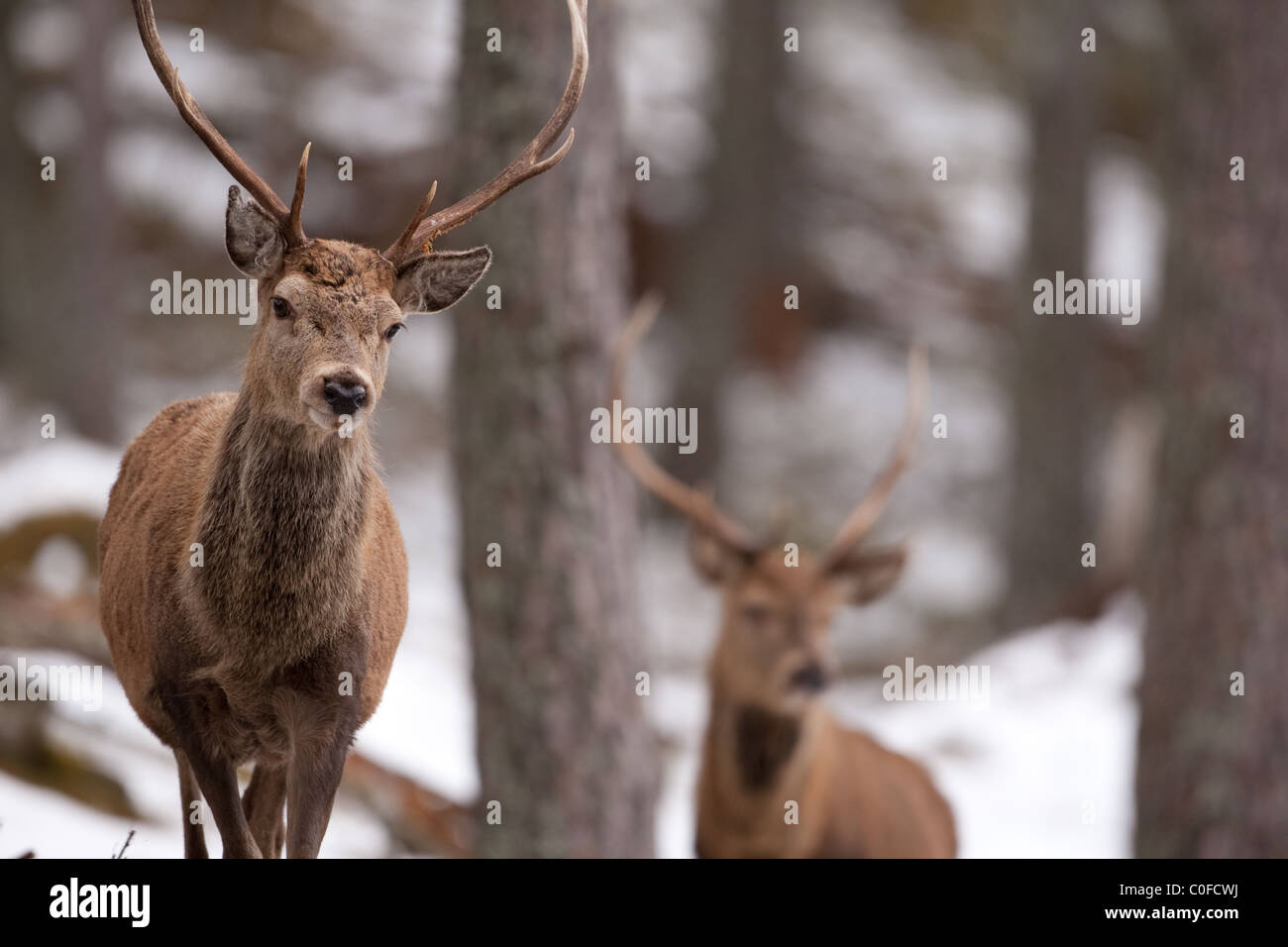 Red Deer Stag in the snow on the Alvie Estate in the Scottish Highlands Stock Photo