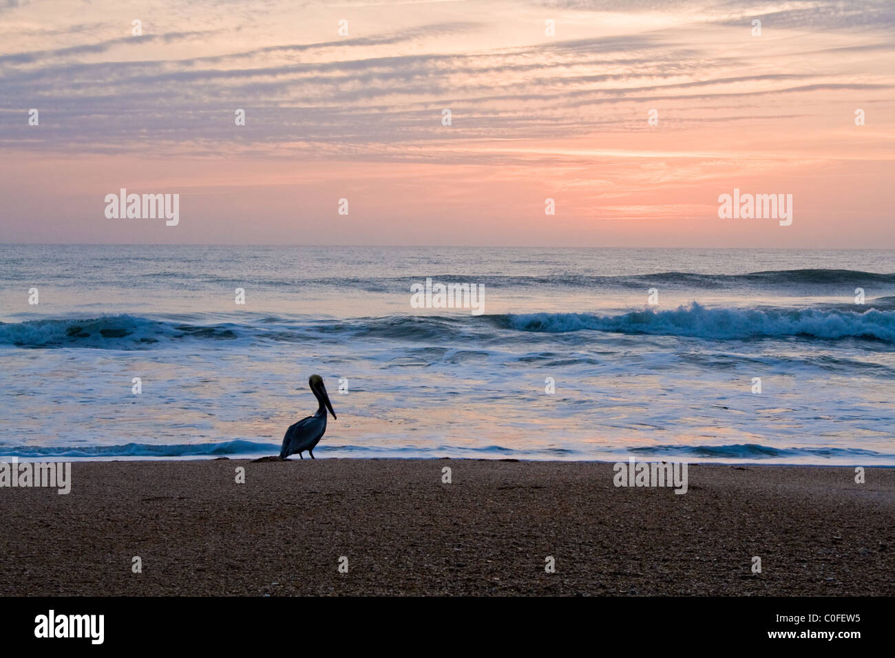 Single lone pelican at the beach at sunrise waiting for the day. Stock Photo