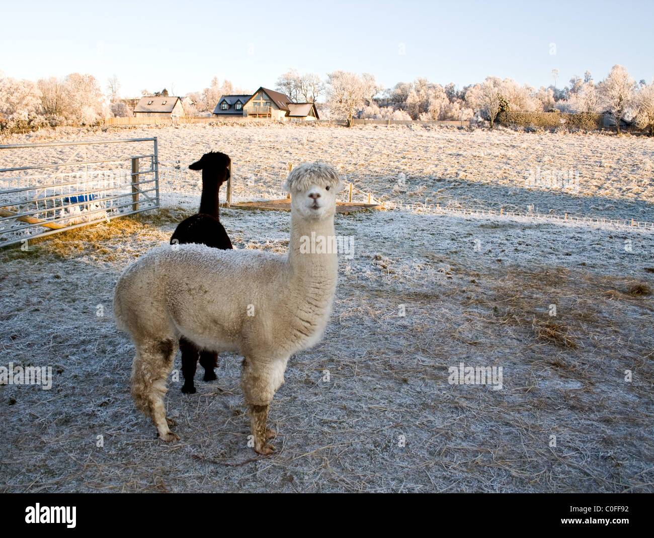 Two South American Alpacas standing in a frosty field in Scotland Stock Photo