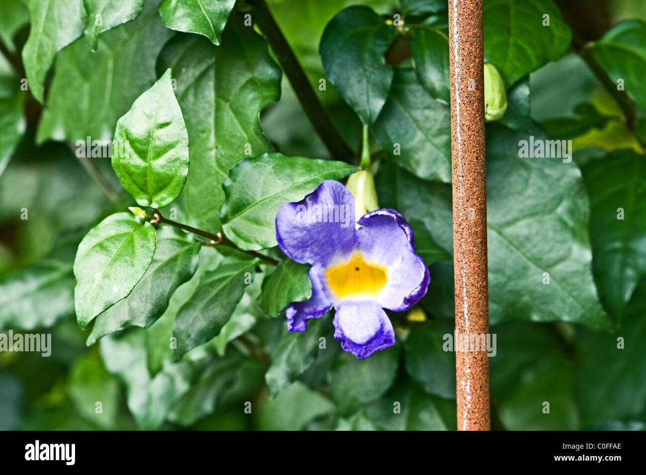 Thunbergia Erecta Kings' Mantle Live Plant Vivid Purple Trumpet Shaped Flowers among the leaves Stock Photo