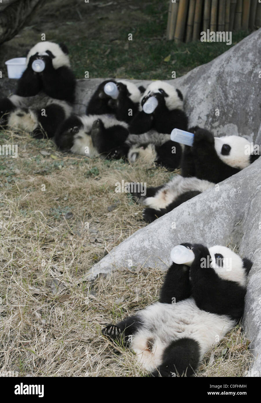 BABY PANDAS Lots of baby pandas play at the Chendu Panda Base in China