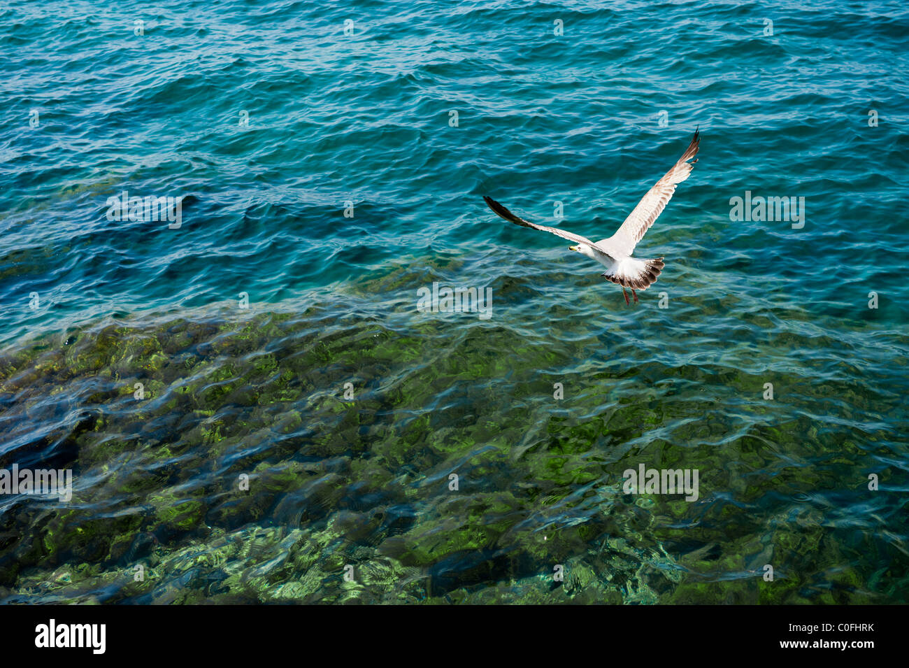White seagull flying over clear turquoise sea water. Stock Photo