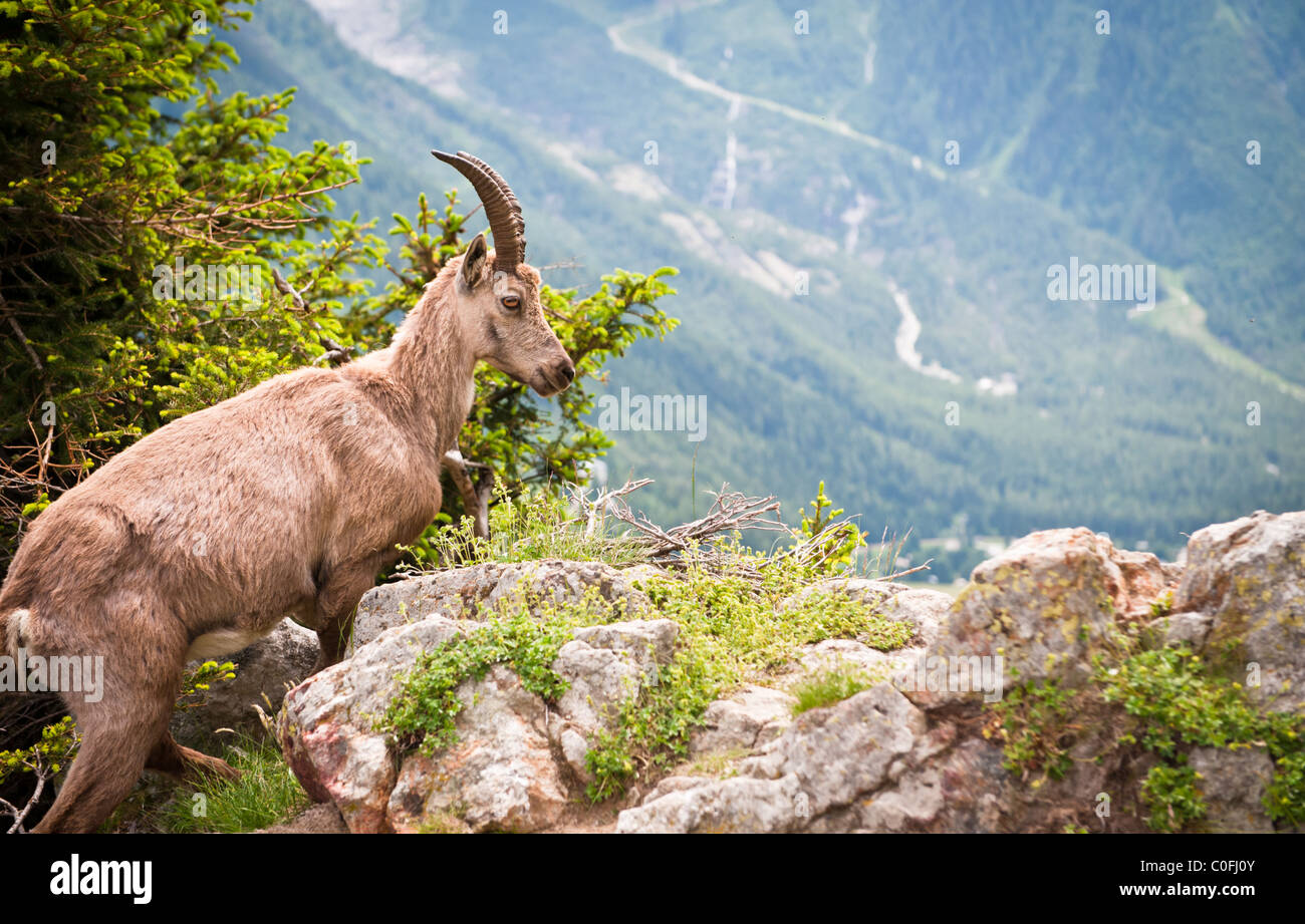 Wild mountain goat capra ibex climbing on a rock in French Alps Stock Photo  - Alamy