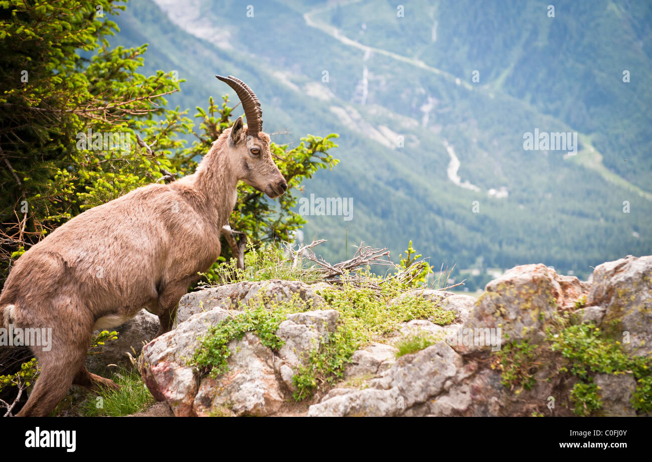 Alpine Ibex Climbing