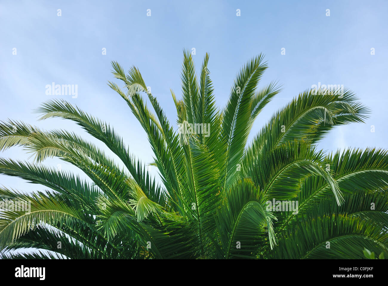 Palm leaves hi-res stock photography and images - Alamy