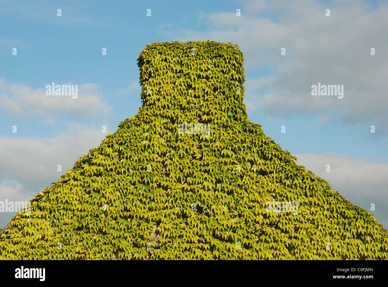 House, completely overgrown with Virginia creeper Stock Photo