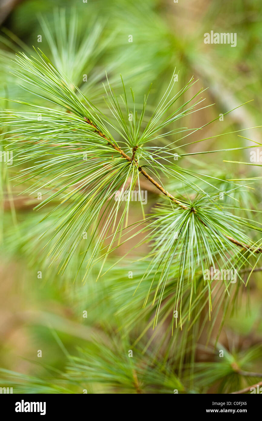 Foliage of a Chinese White Pine, Pinus armandii var. masteriana Stock Photo