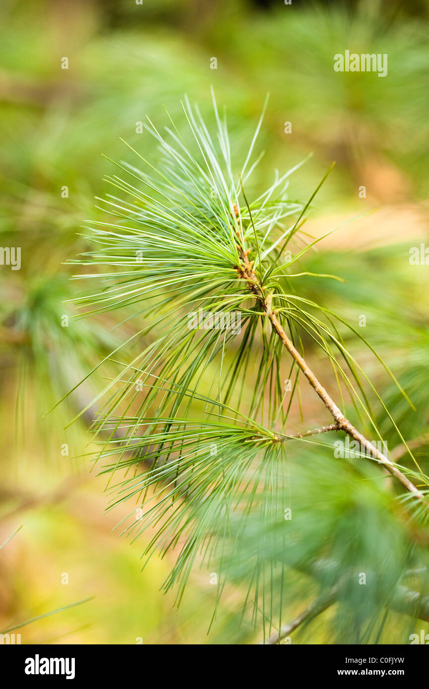 Foliage of a Chinese White Pine, Pinus armandii var. masteriana Stock Photo
