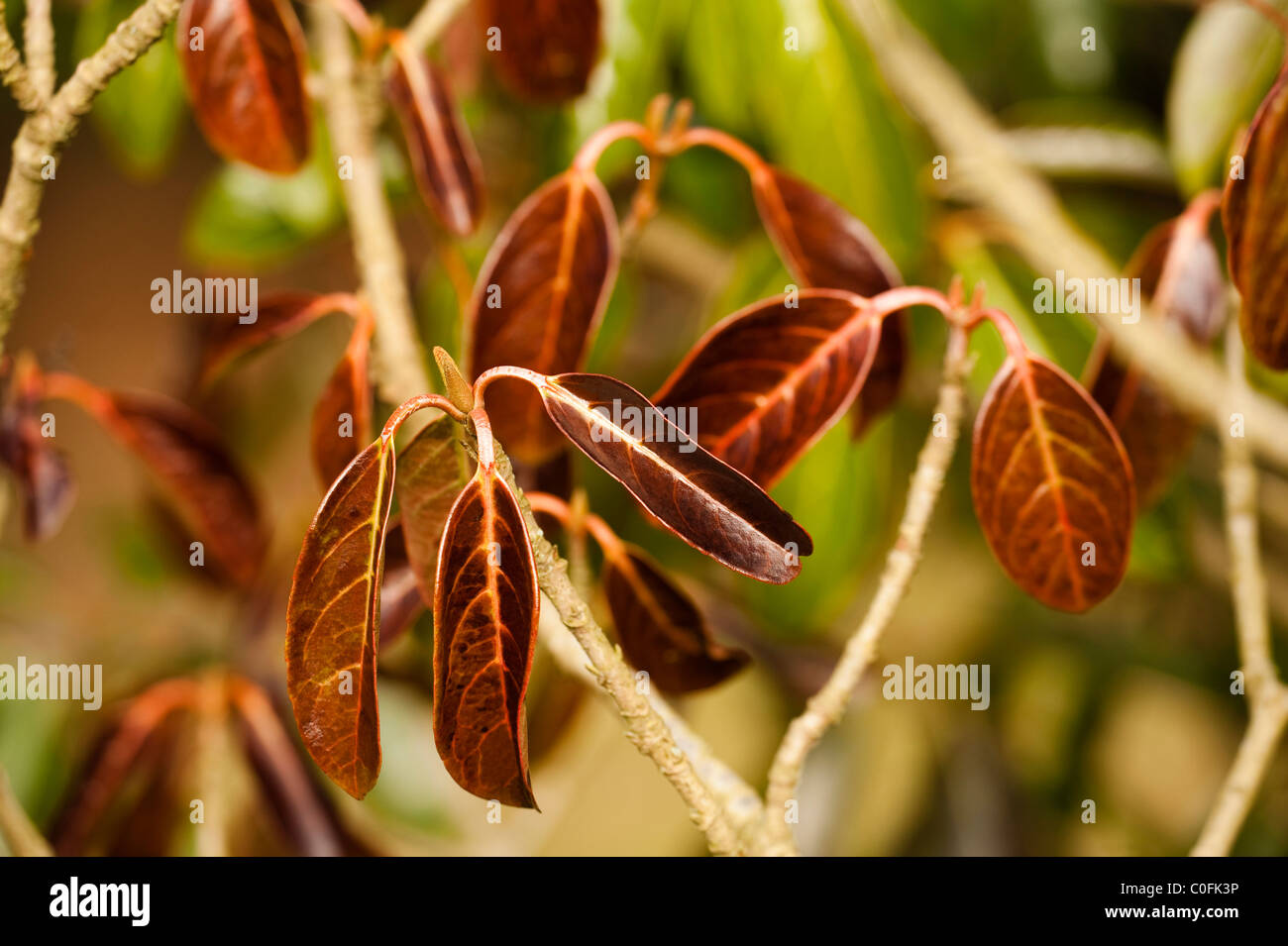 Viburnum odoratissimum var. awabuki leaves in winter Stock Photo Alamy