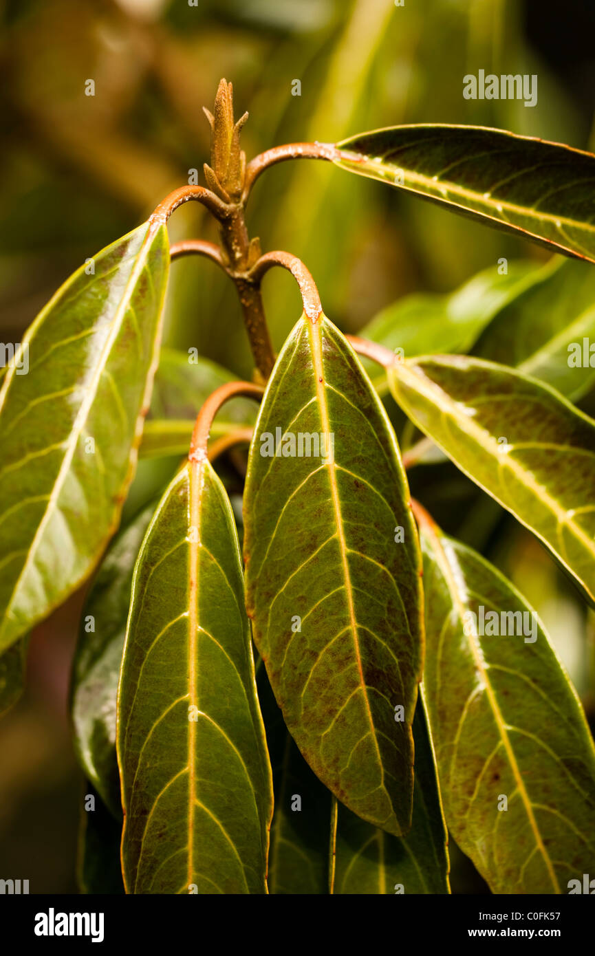 Viburnum odoratissimum var. awabuki leaves in winter Stock Photo Alamy