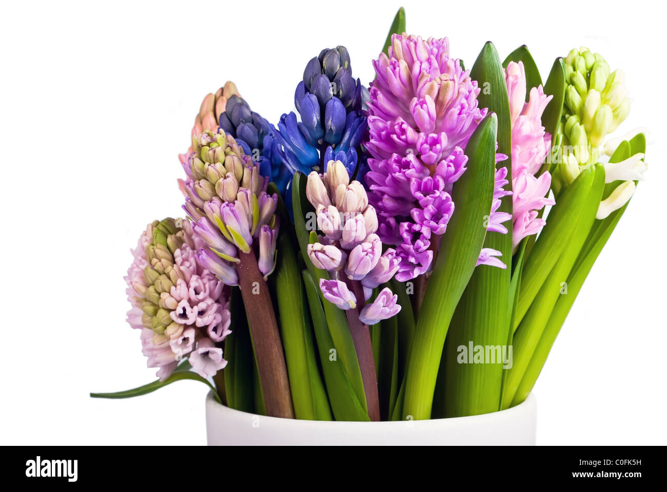 many flowering hyacinths in a vase on a white background Stock Photo