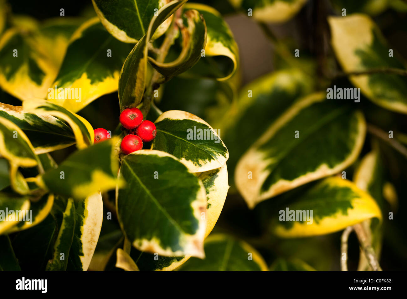 Ilex x altaclerensis 'Golden King', Variegated Highclere Holly, in Winter Stock Photo