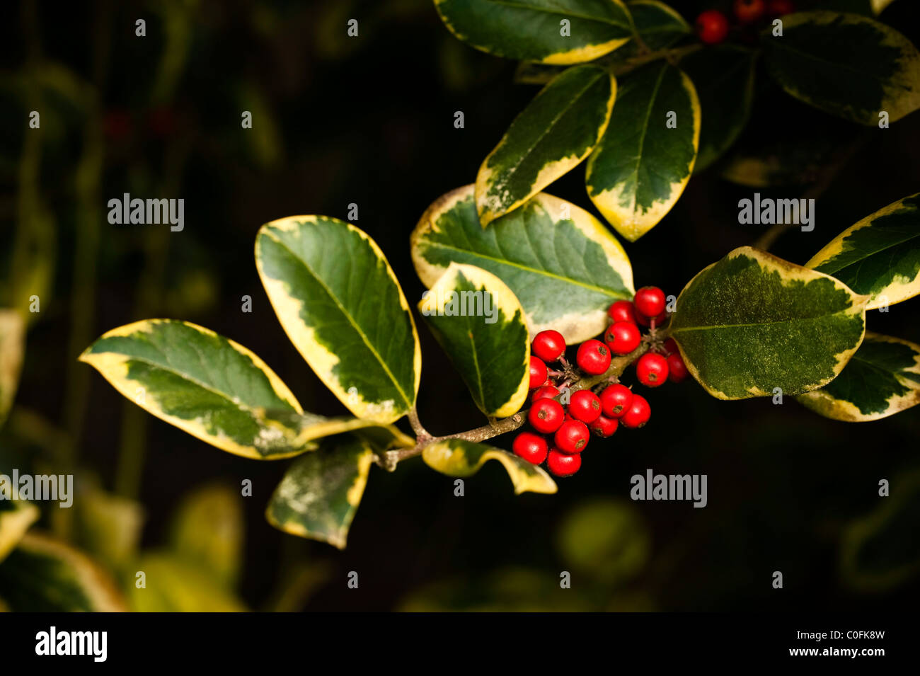 Ilex x altaclerensis 'Golden King', Variegated Highclere Holly, in Winter Stock Photo