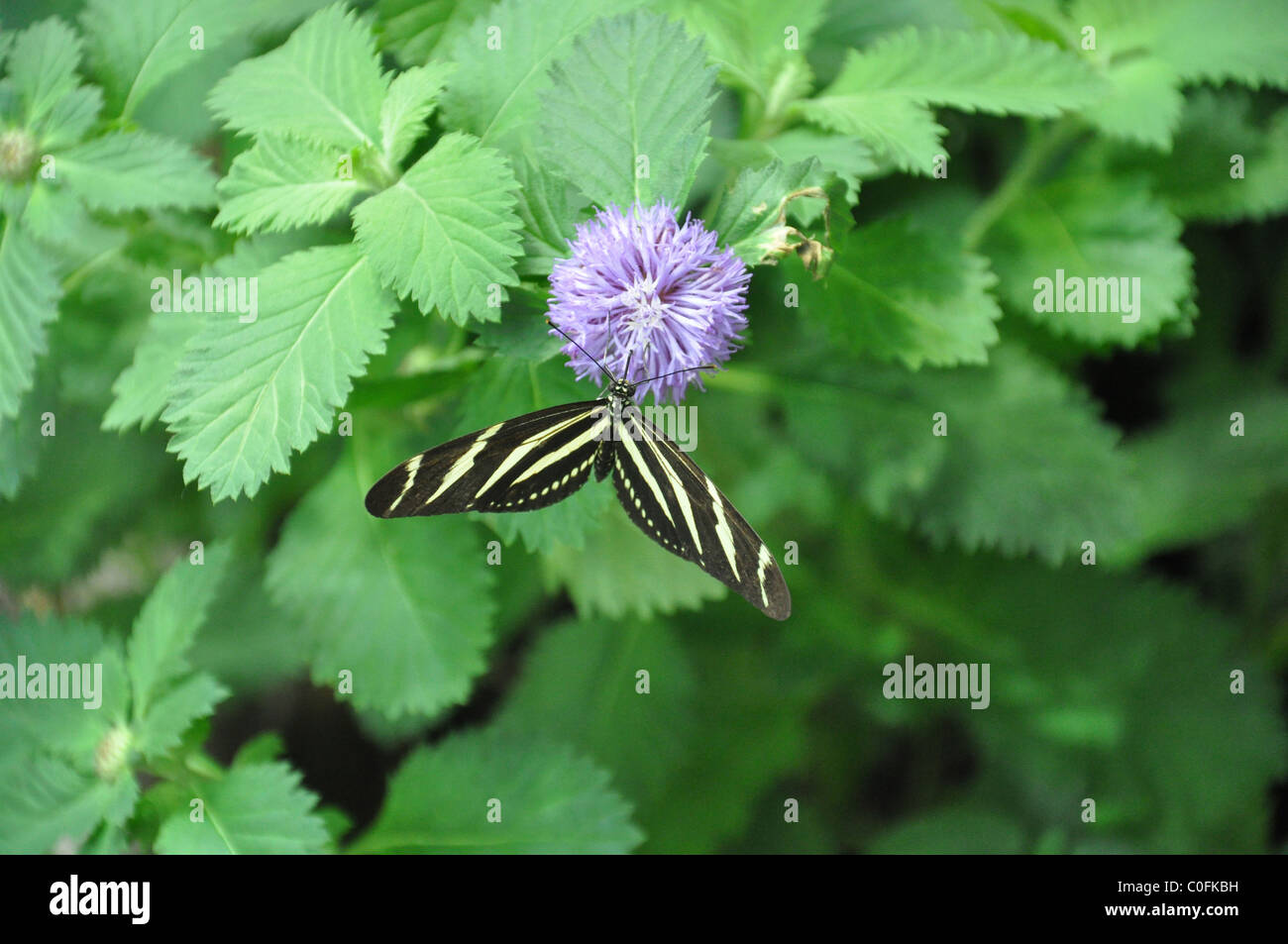 A single yellow and black striped butterfly eating on a purple flower