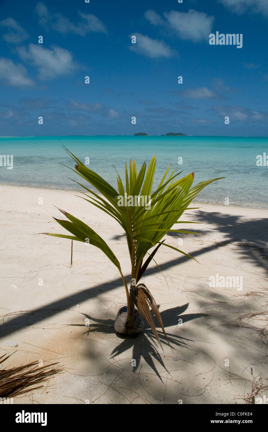 Coconuts are the main vegetation on many Pacific islands  Kokospalmen sind auf vielen Südsee-Inseln der wichtigste Baum Stock Photo