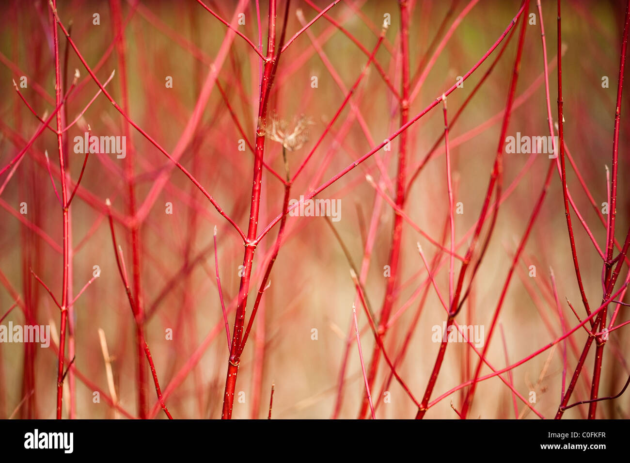 Red Stemmed Dogwood, Cornus alba, in winter Stock Photo