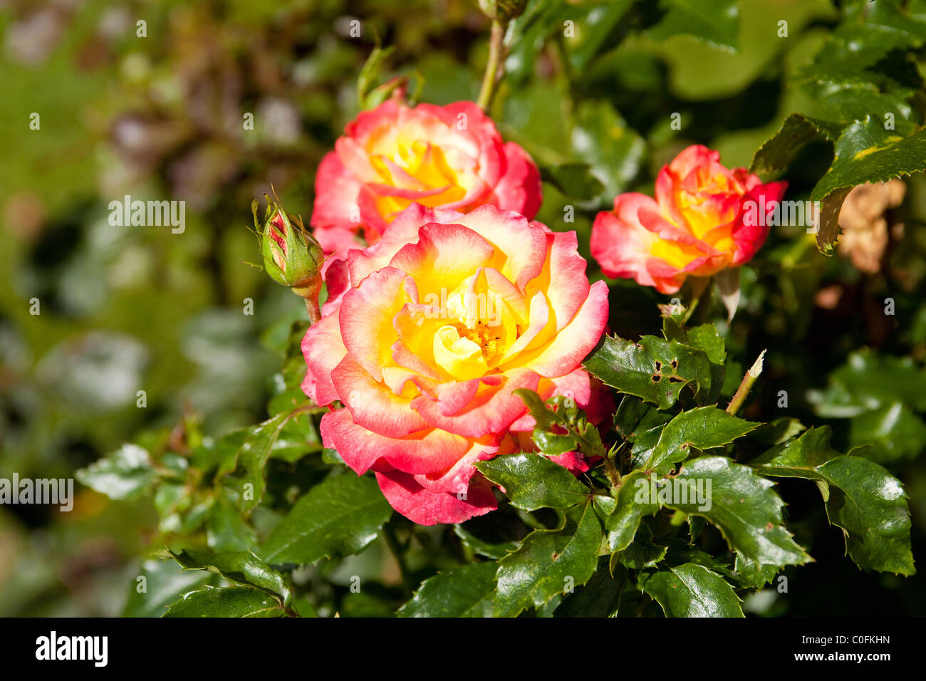 A Red and Yellow Rose in a bush setting Stock Photo Alamy