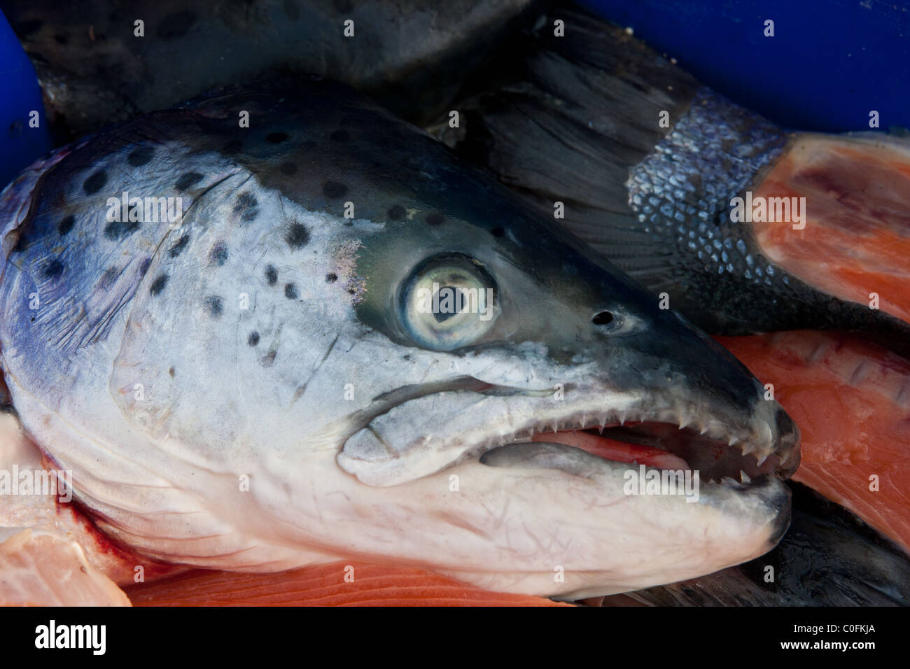 Salmon Head at Ballywalter Harbour Stock Photo Alamy