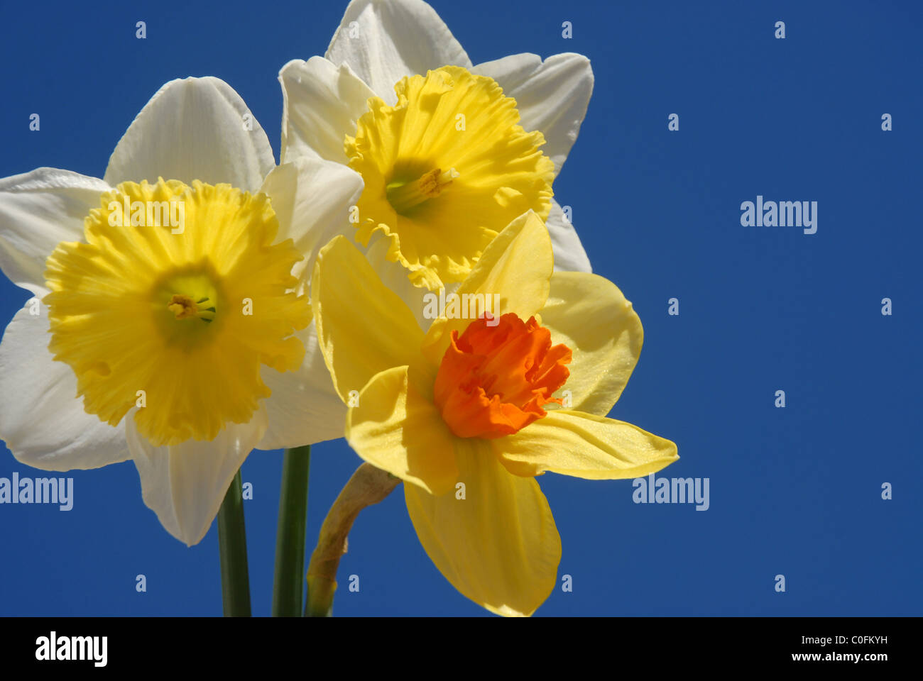 Daffodils against blue sky Stock Photo