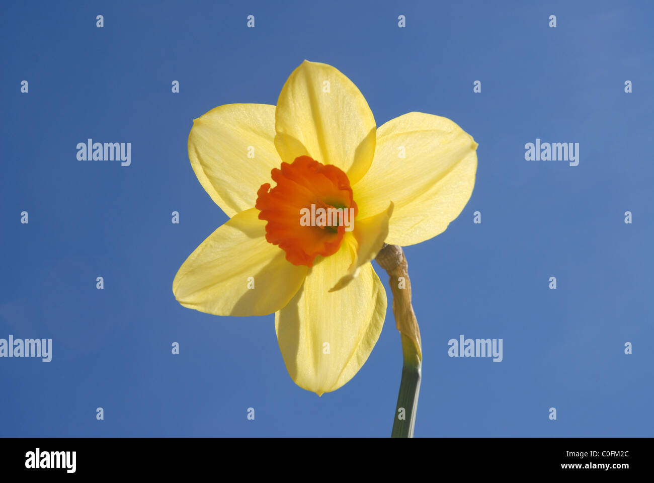 Daffodil against blue sky Stock Photo