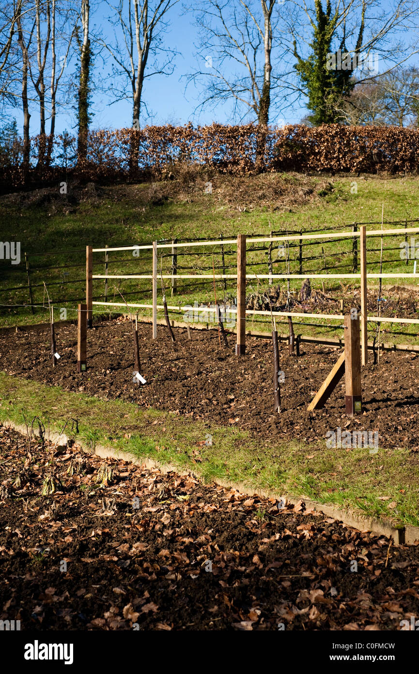 Pear and apple trees being set out for growing as espaliered trees at Painswick Rococo Garden, Gloucestershire, England, UK Stock Photo