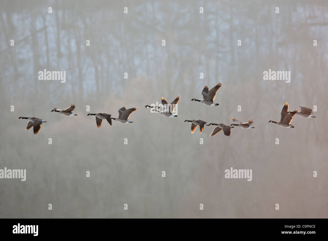 Canada Geese in Flight Stock Photo