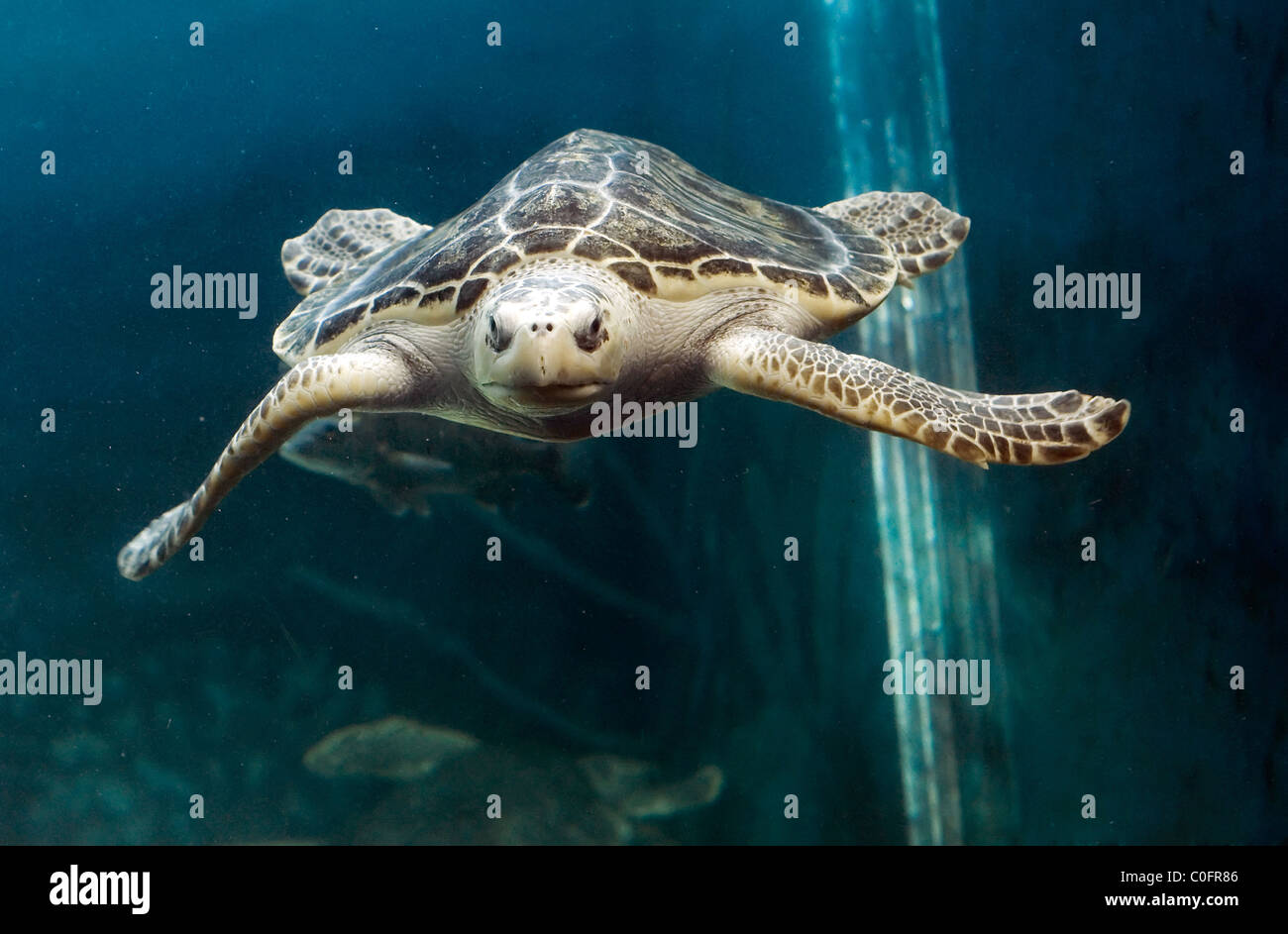 Sea Turtle swimming in aqua blue water Stock Photo