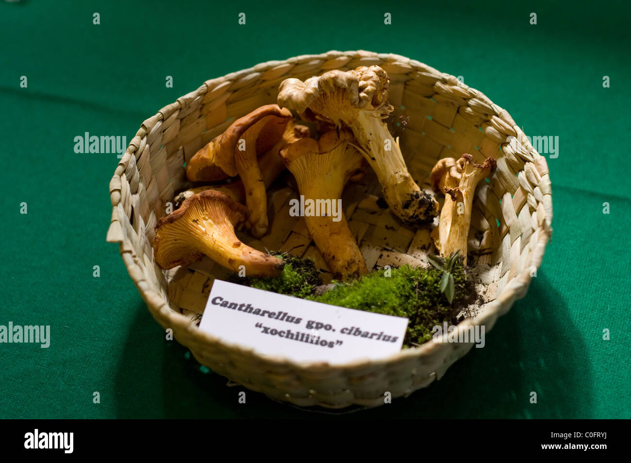 Chanterelle or golden chanterelle (Cantharellus cibarius) in a basket Stock Photo